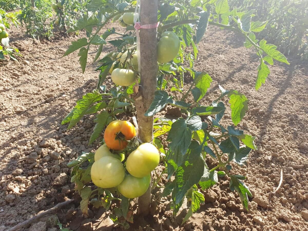 Апартаменты Apartments Marija Будва-18