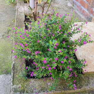 Апартаменты Apartments Marija Будва-6