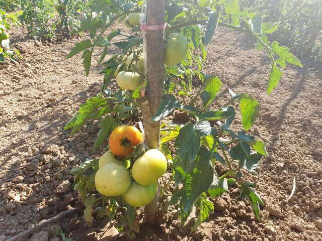 Апартаменты Apartments Marija Будва-17